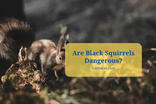 Are Black Squirrels Dangerous?