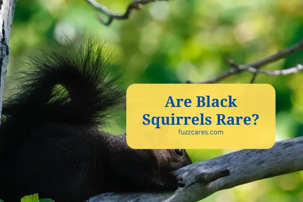 Are Black Squirrels Rare? [Myth and Reality]