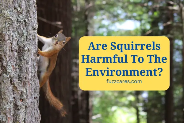 Are Squirrels Harmful To The Environment? Exploring Their Impact