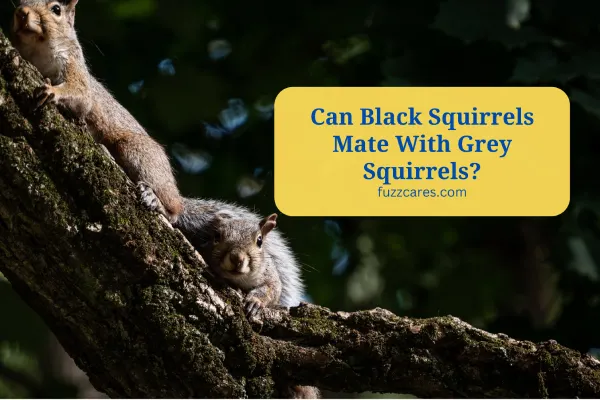 Can Black Squirrels Mate With Grey Squirrels?