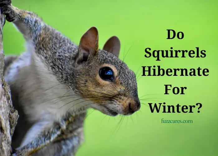 Do Squirrels Hibernate For Winter