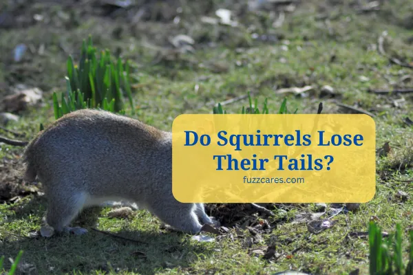 Do Squirrels Lose Their Tails? [Know the Truth]