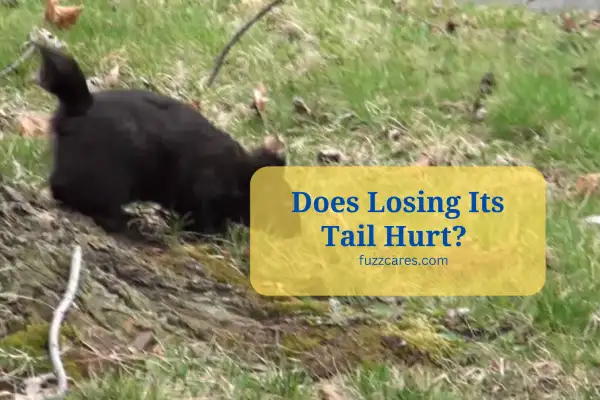 Does it Hurt When a Squirrel Loses Its Tail?