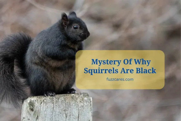 Why Squirrels Are Black? (No One Told Before)