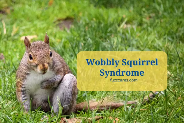 Wobbly Squirrel Syndrome [The Complete Guide]