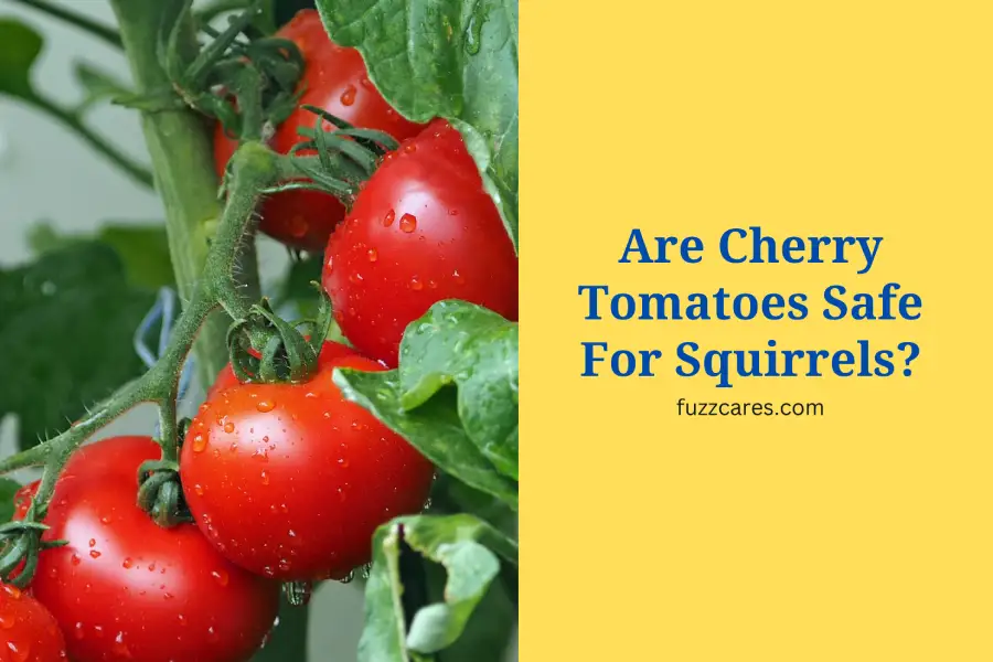 Are Cherry Tomatoes Safe For Squirrels