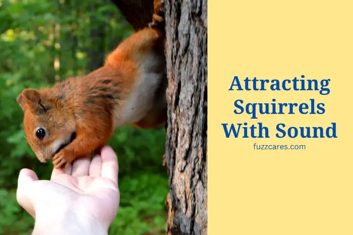 The Art Of Attracting Squirrels With Sound