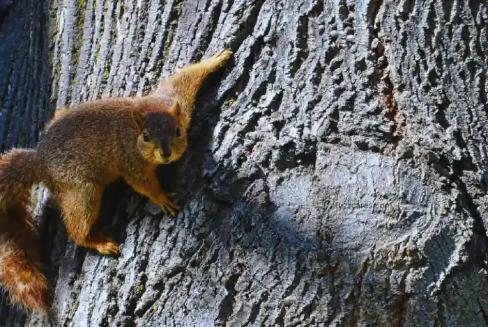 Can a Squirrel Survive a 200 ft Drop