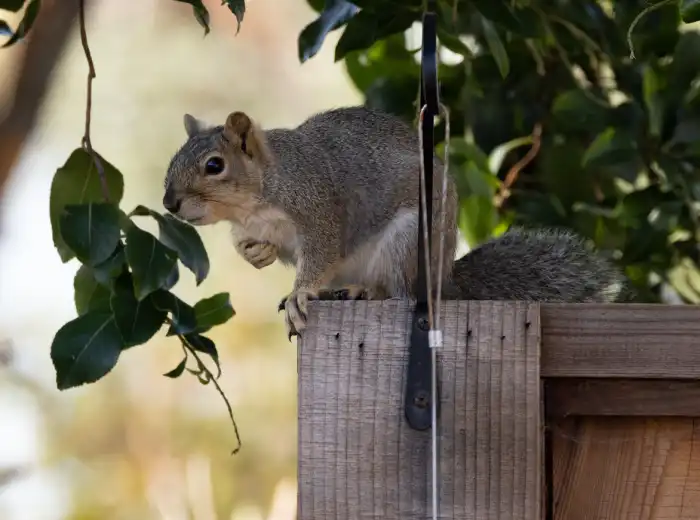 Do Squirrels Eat Leaves