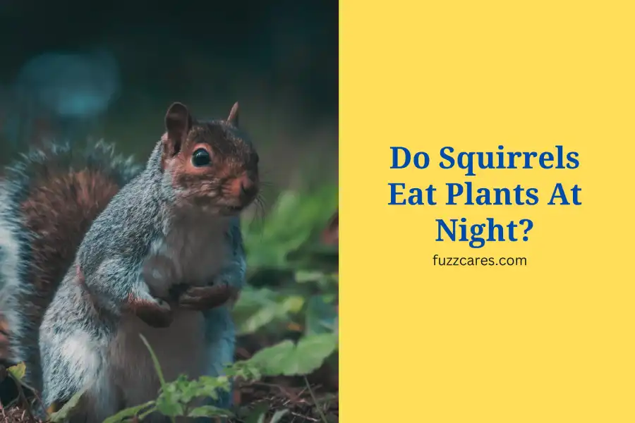 Do Squirrels Eat Plants At Night?