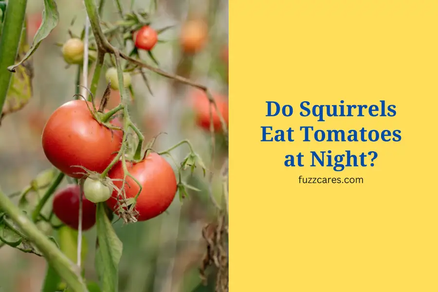 Do Squirrels Eat Tomatoes at Night?