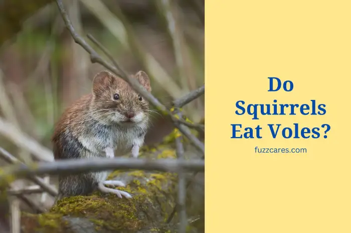 Do Squirrels Eat Voles? [Depth Guide]