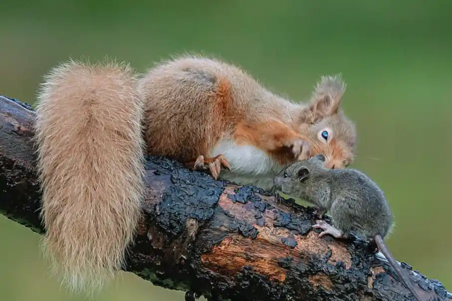 Do Squirrels Fight Rats? Exploring Their Natural Rivalry