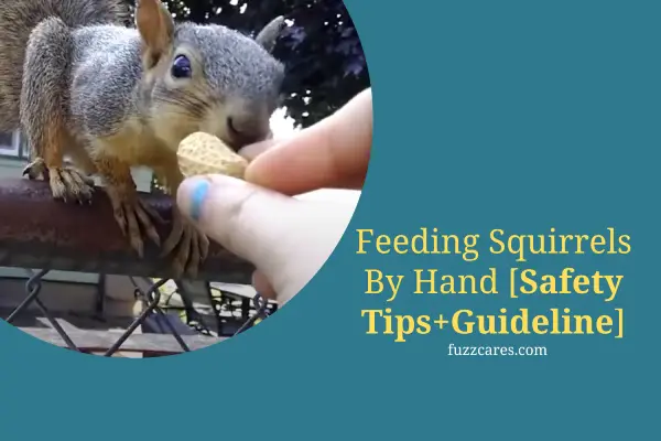 Feeding Squirrels By Hand [Safety Tips+Guidelines]