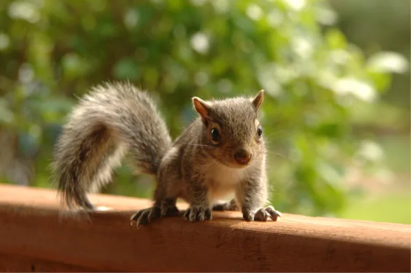 How Many Legs Does A Squirrel Have?