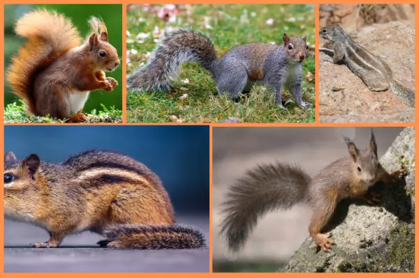 Squirrel Tail Position Meaning [Secrets Tips]