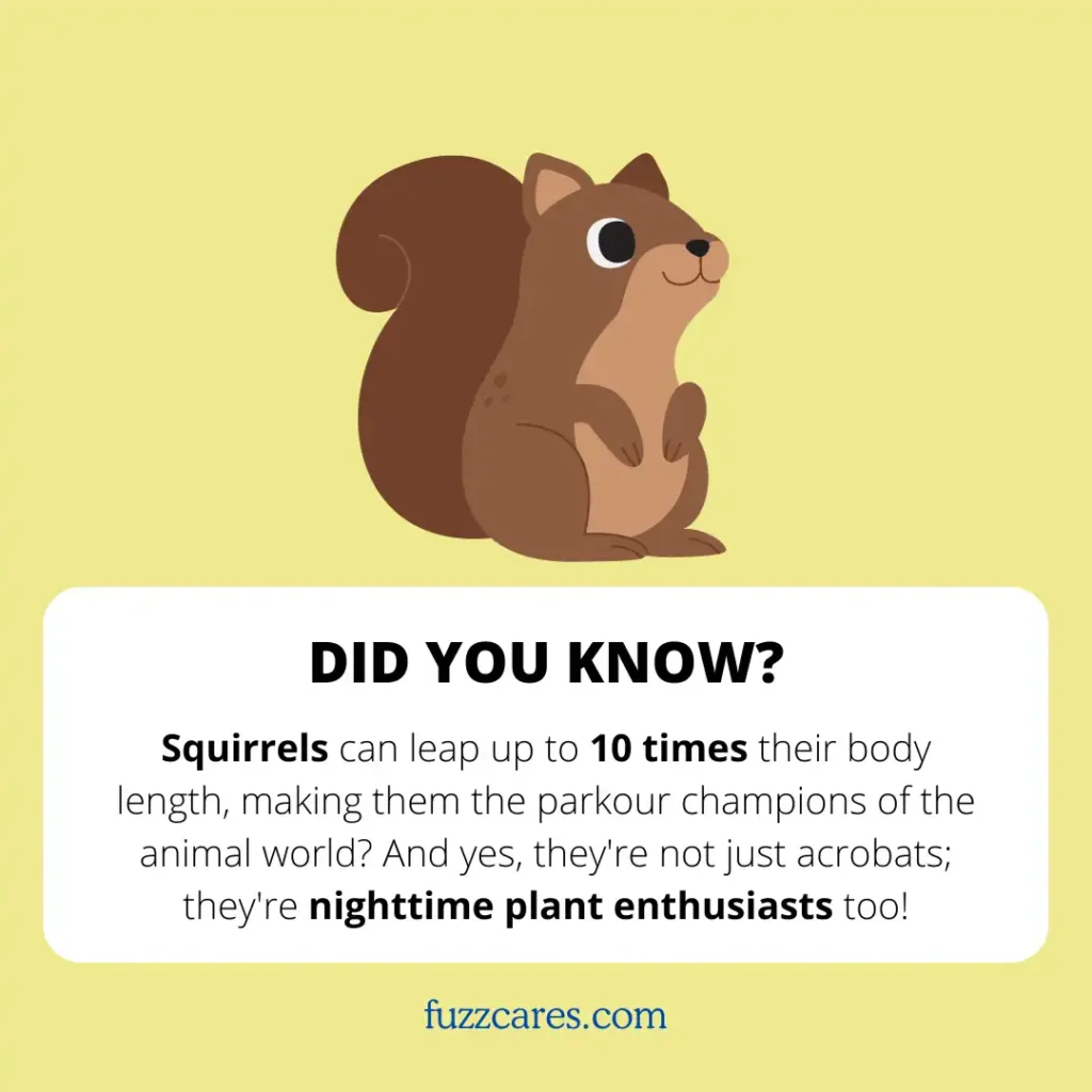 Squirrels intersting fact