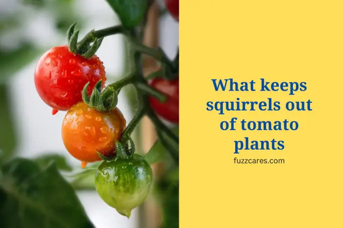 What keeps squirrels out of tomato plants