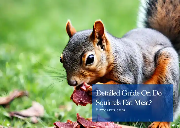 Detailed Guide On Do Squirrels Eat Meat?