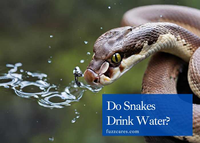 Do Snakes Drink Water? A Look at the Facts