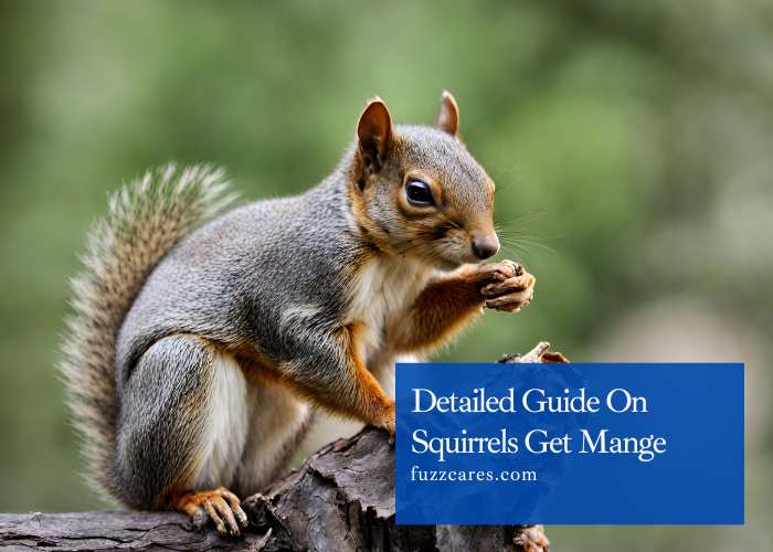 Squirrels Get Mange