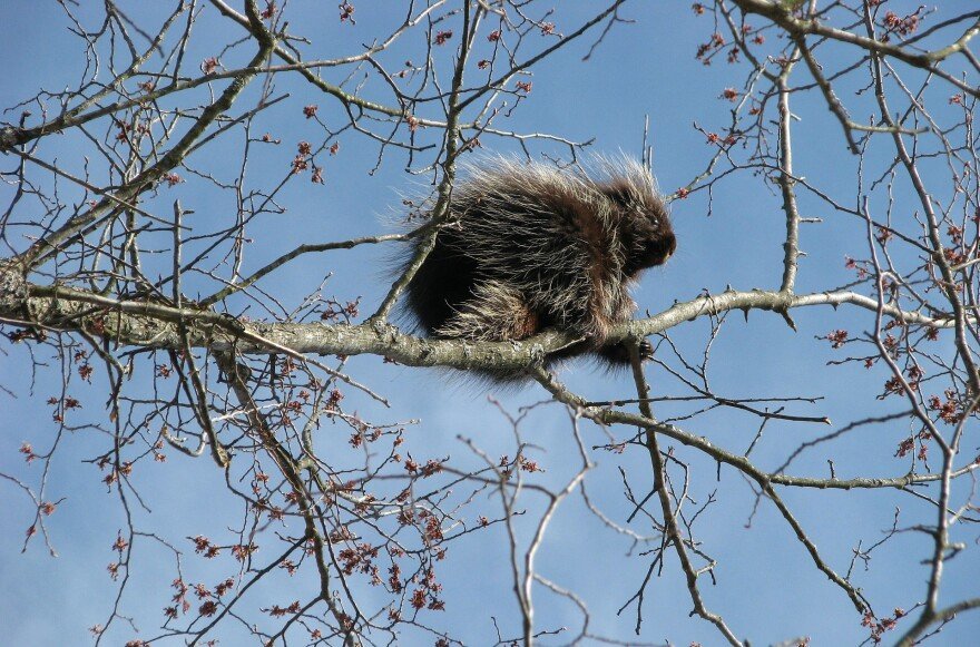 Can Porcupines Climb Trees?